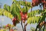 Ailanthus altissima. Верхушка ветви с плодами. Южный Берег Крыма, пос. Новый Свет. 14.08.2007.