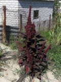 Amaranthus hypochondriacus