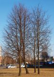 Tilia cordata. Группа деревьев до распускания листьев. Санкт-Петербург. 25 апреля 2009 г.
