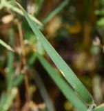 Dianthus strictus