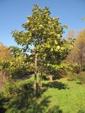 Quercus dentata