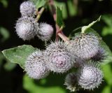 Arctium tomentosum