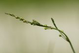 Asparagus officinalis