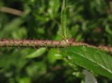 Rosa maximowicziana. Часть побега с прилистником. Москва, ГБС РАН. 02.07.2014.