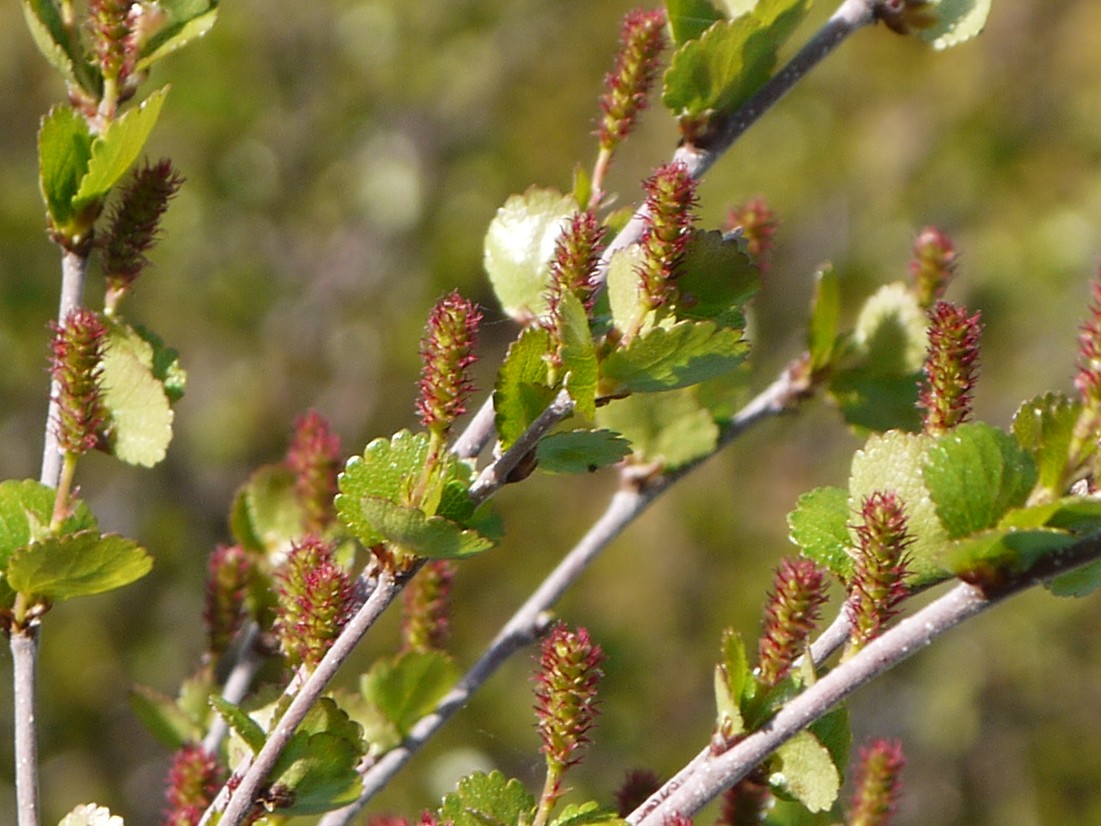 Изображение особи Betula nana.