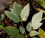 Actaea pachypoda