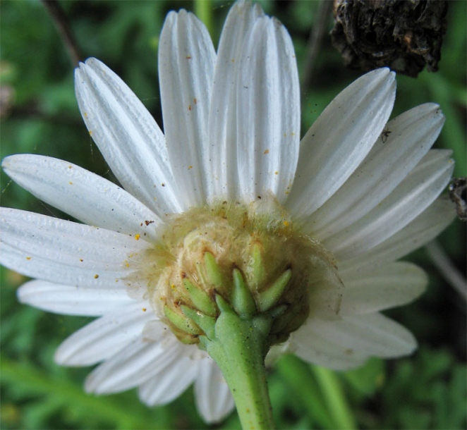 Image of Argyranthemum frutescens specimen.