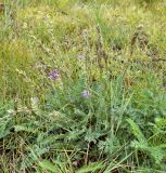 Oxytropis strobilacea. Цветущее и плодоносящее растение. Юг Красноярского края, окр. г. Минусинск. 16.08.2009.