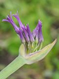 Allium falcifolium