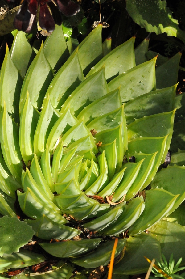 Изображение особи Aloe polyphylla.