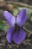 Viola odorata