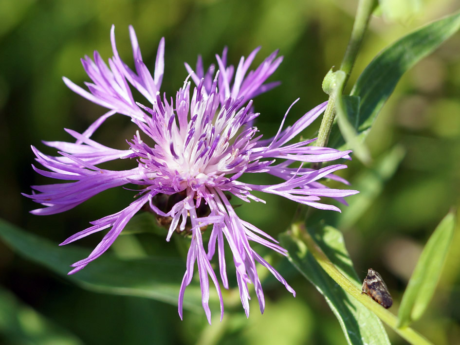 Изображение особи Centaurea jacea.