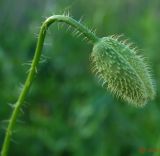 Papaver rhoeas