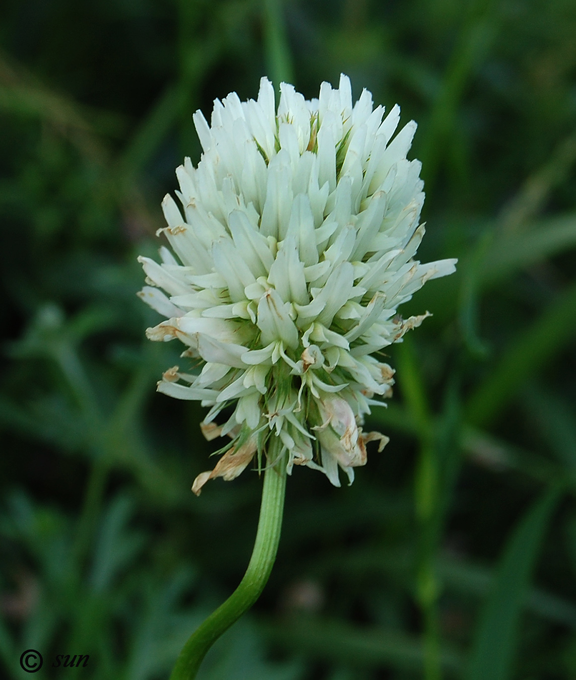 Image of Trifolium ambiguum specimen.