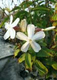 Saponaria officinalis