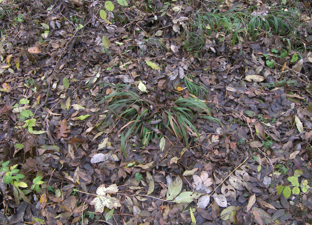 Изображение особи Brachypodium sylvaticum.