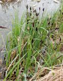 Carex acutiformis