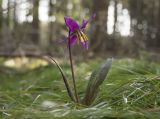 Erythronium sibiricum