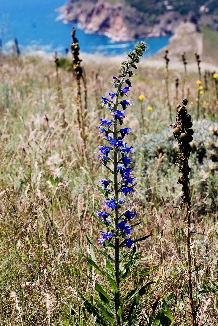 Изображение особи Echium vulgare.