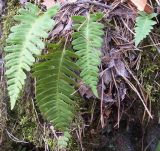 Polypodium vulgare. Перезимовавшие вайи. Башкортостан, окр. Белорецка, гора Мраткина, сосновый лес. Последняя декада апреля.