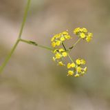 Bupleurum exaltatum. Соцветие (Bupleurum falcatum subsp. cernuum (Ten.) Arcang.). Греция, Олимп (Όλυμπος), обочина грунтовой дороги в буковом лесу, ≈ 1000 м н.у.м. 15.08.2017.