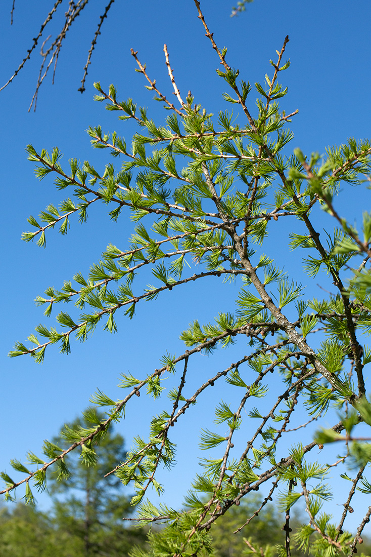 Изображение особи Larix sibirica.