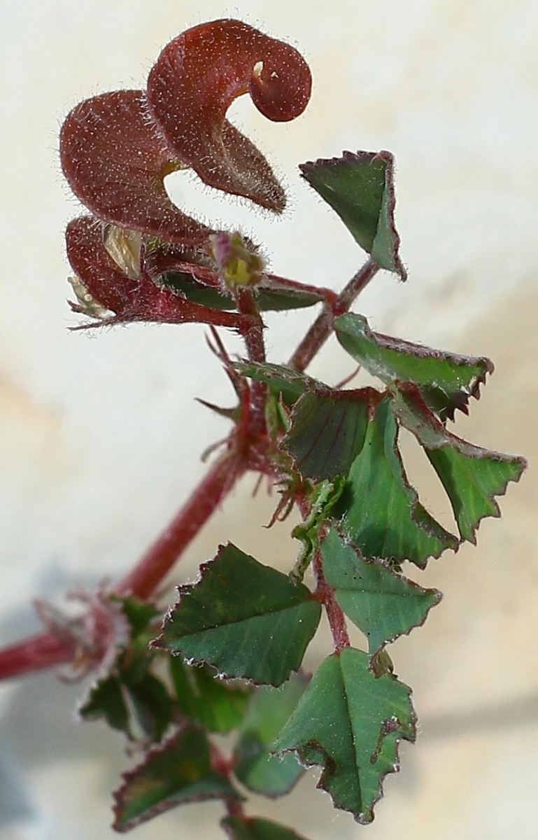 Image of genus Medicago specimen.