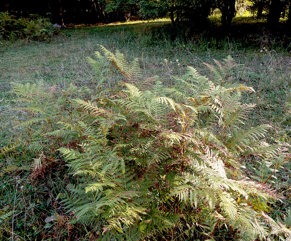 Изображение особи Pteridium tauricum.