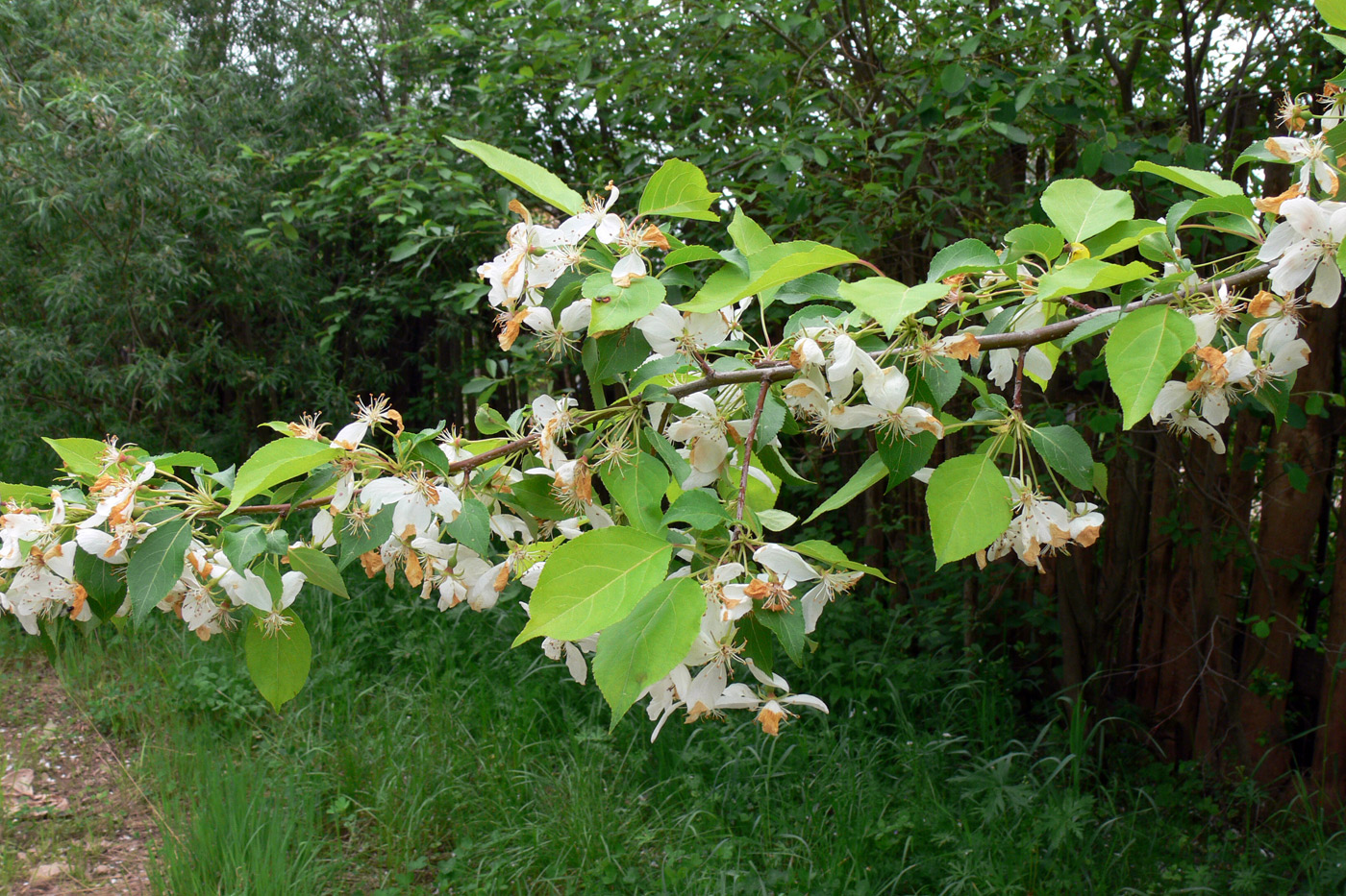 Изображение особи Malus baccata.