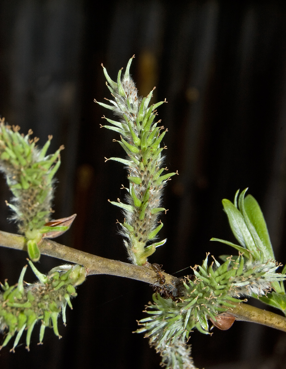 Изображение особи Salix gmelinii.