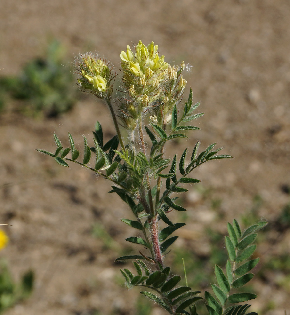 Изображение особи Oxytropis pilosa.