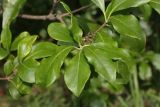 род Pittosporum. Верхушка побега. Краснодарский край, г. Сочи, Лазаревский р-н, сан. \"Белые Ночи\", в культуре. 08.08.2018.