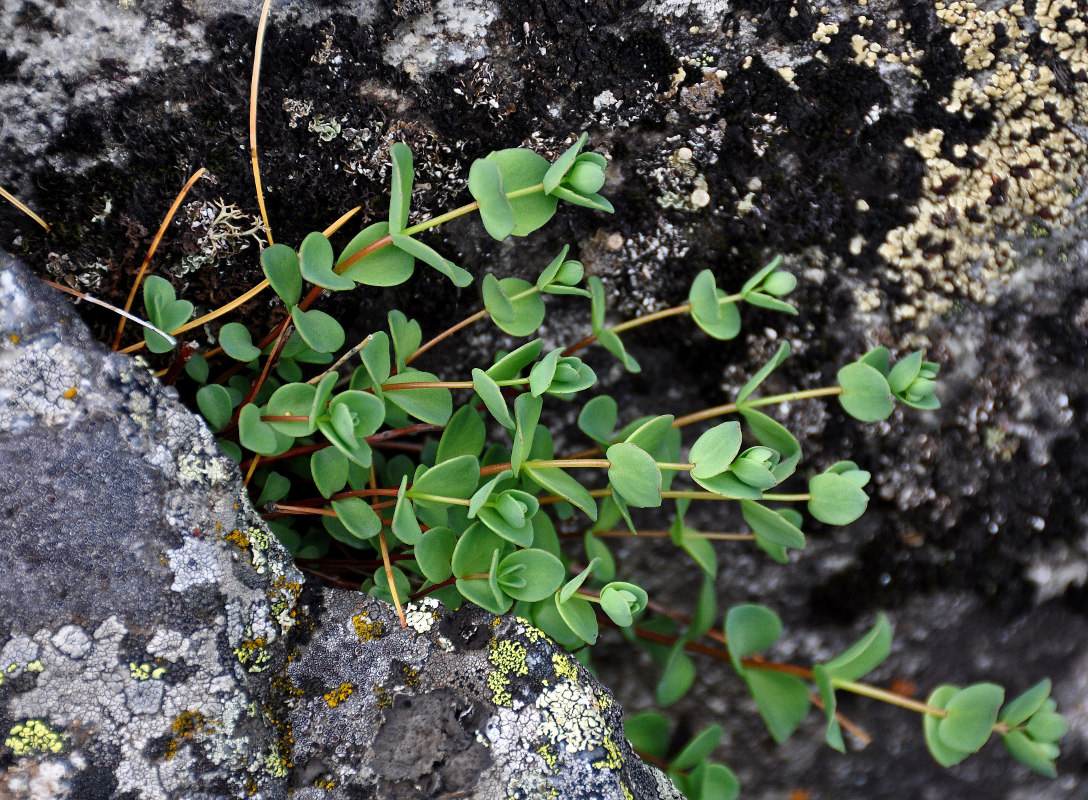 Изображение особи Hylotelephium ewersii.