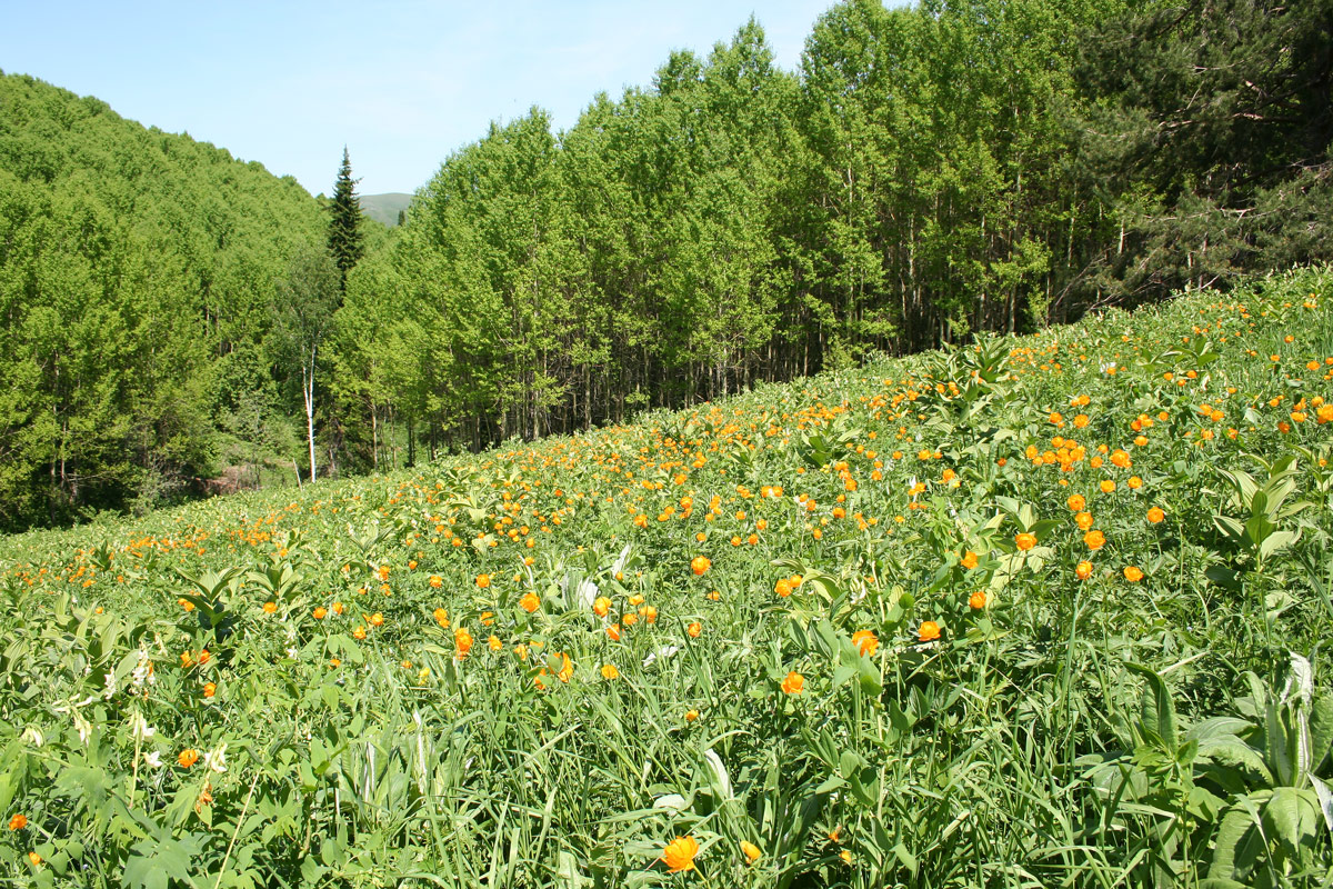 Изображение особи Trollius altaicus.