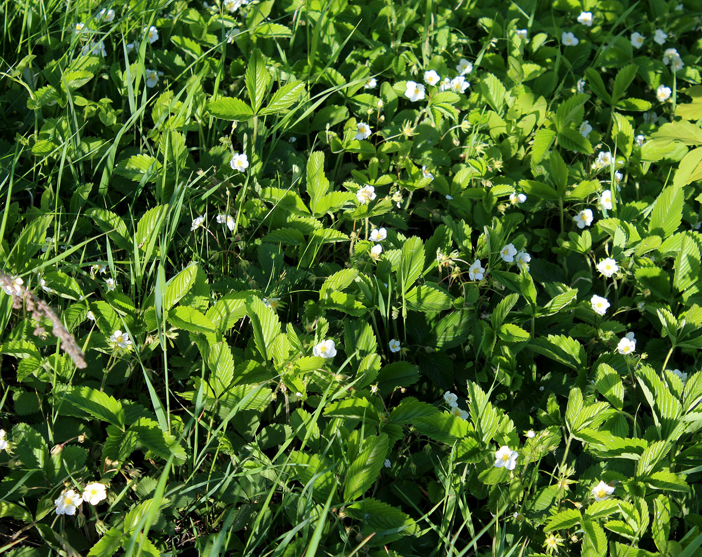 Изображение особи Fragaria viridis.