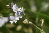 Astragalus austriacus