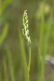 Spiranthes australis