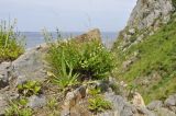 Silene foliosa