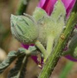 Alcea setosa