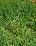 Agrimonia eupatoria