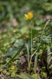 Tulipa biebersteiniana