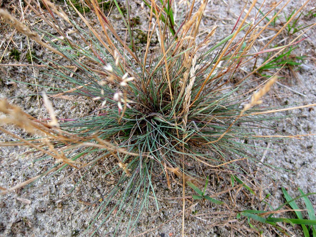 Изображение особи Corynephorus canescens.