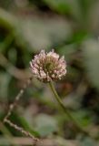 Trifolium fragiferum