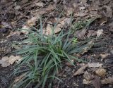 Ophiopogon planiscapus. Плодоносящее растение. Москва, Аптекарский огород, теневой сад, в культуре. 03.09.2021.