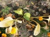 Hosta albomarginata. Увядающие листья. Хабаровск, приусадебные цветы, в культуре. 08.10.2011.