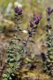 Bartsia alpina