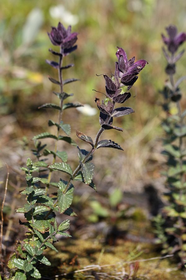 Image of Bartsia alpina specimen.