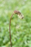 Sanguisorba alpina. Верхушка побега с соцветием. Казахстан, Алматинская обл., Заилийский Алатау, плато Ассы, ≈2700 м н.у.м., берег горного ручья. 8 июля 2022 г.