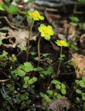 Chrysosplenium lectus-cochleae