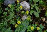 Trifolium campestre